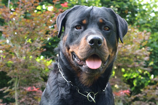 Are Rottweiler Dangerous
